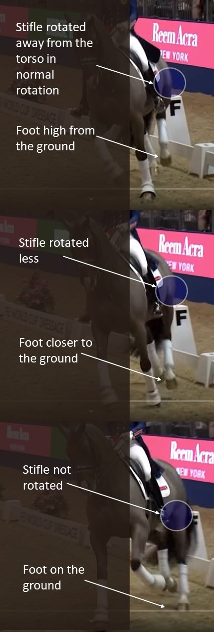 Horse hind limb rotation